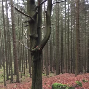 Tajemný hrad Štarkov a okolí - Vysočina s dětmi