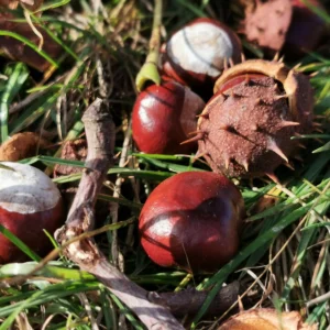 Buchtův kopec - Vysočina s dětmi