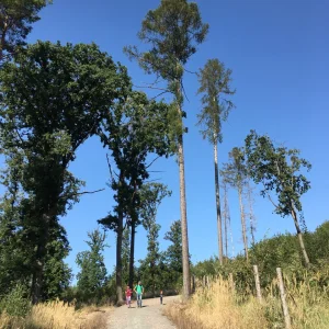 Rekreační lesy Podhůra - Vysočina s dětmi