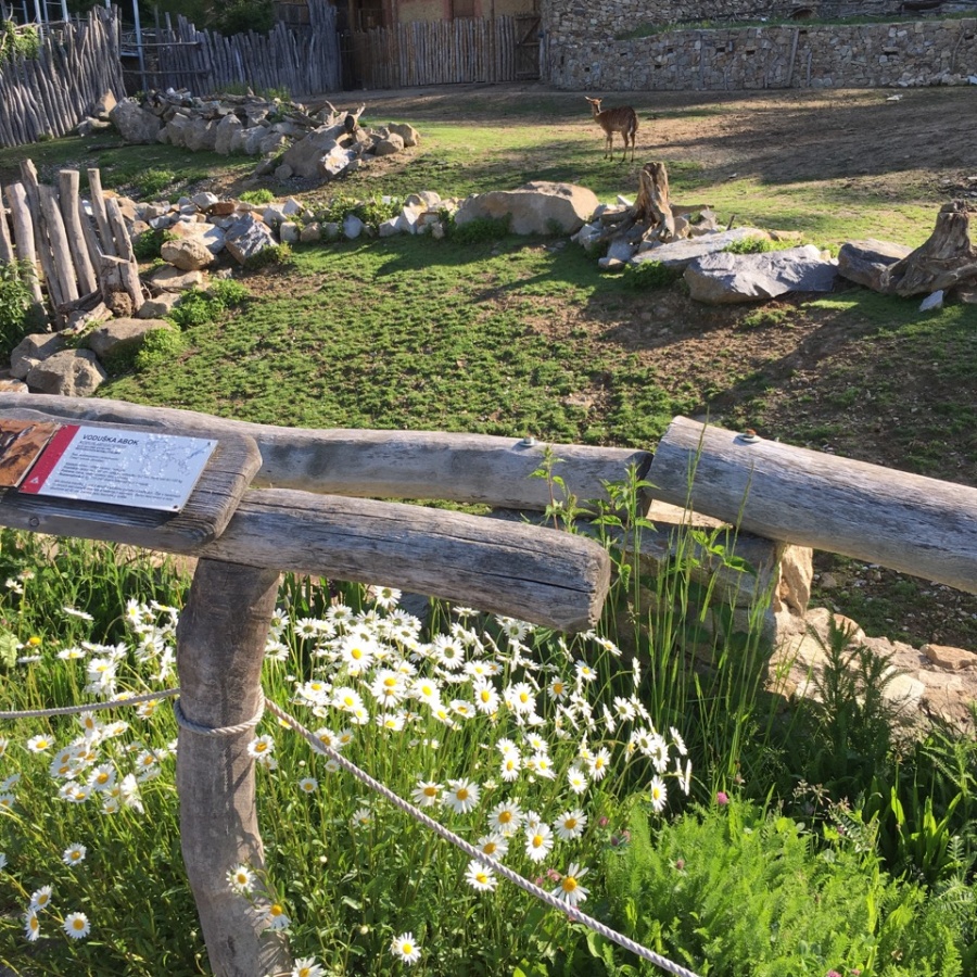 Jihlava ZOO obrázek 2