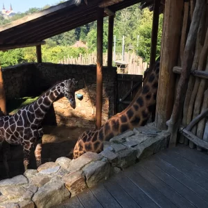 Jihlava ZOO - Vysočina s dětmi