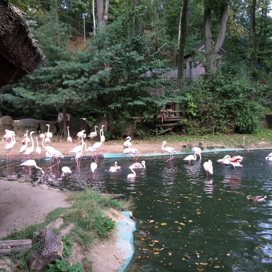 Jihlava ZOO obrázek 17