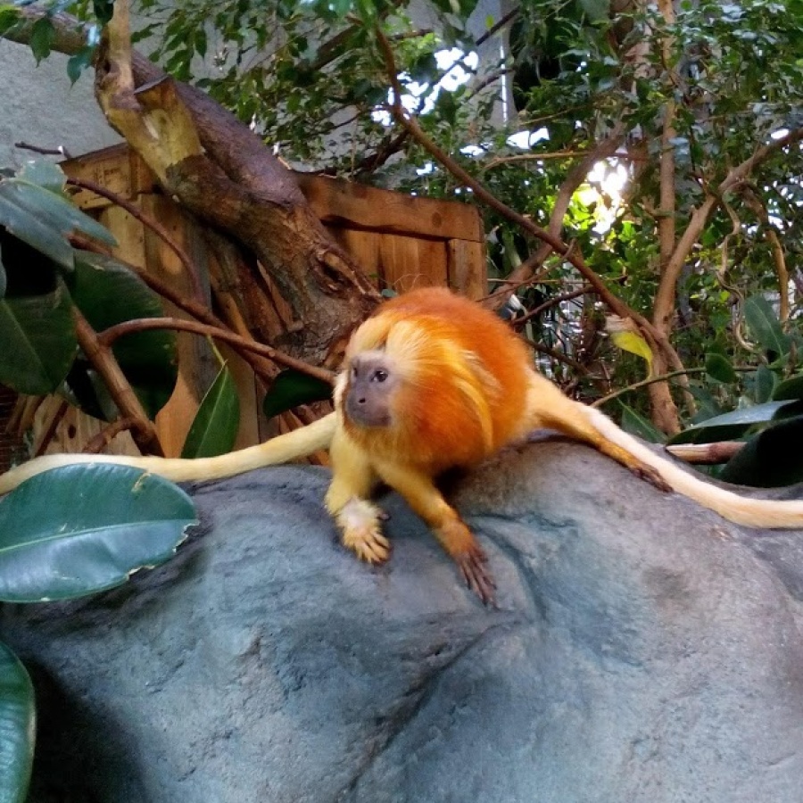 Jihlava ZOO obrázek 19