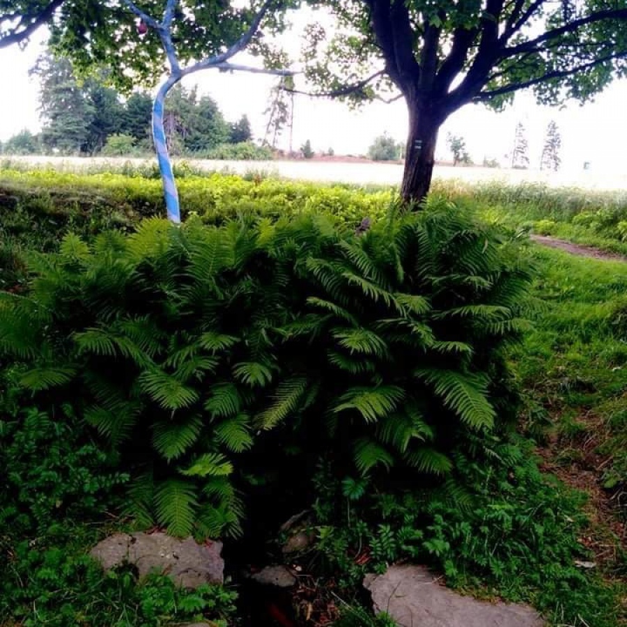 Křížová cesta a pramen Moravské Dyje obrázek 11