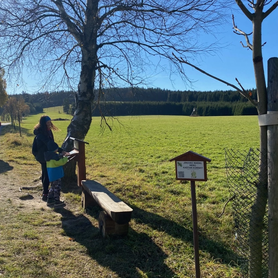 Devět skal a NS Naše stromy / 11