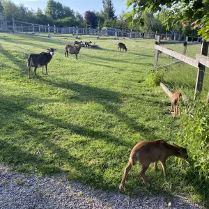 Mini zookoutek Nové Město na Moravě / 4 - Vysočina s dětmi