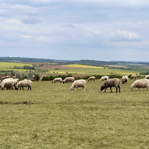 Třebíčskem okolo přehrady na zámky a hrady - Vysočina s dětmi