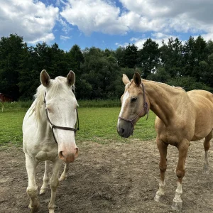 Do Kněževse za houbami a kamenožroutem - Vysočina s dětmi