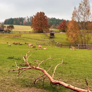 Do Světlé a okolí s dětmi - Vysočina s dětmi